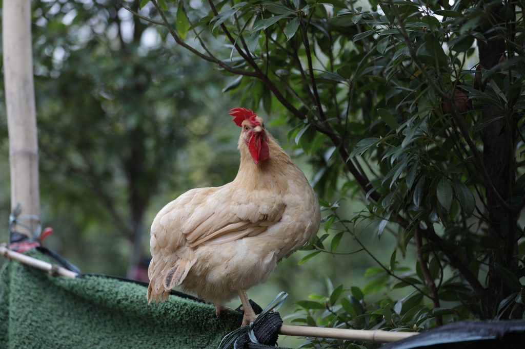 rooster, chicken, feathers