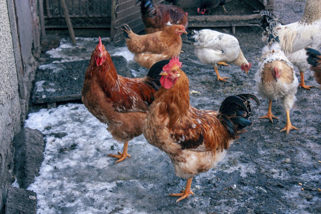 Roosters and hens in a snowy farm in Cherkasy Oblast, Ukraine. Winter setting with distinct poultry breeds.