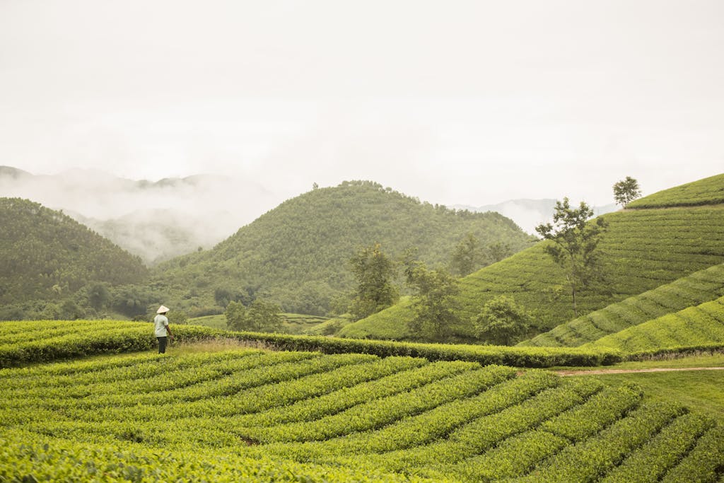 Serene landscape of lush green rice terraces and misty hills in Phú Thọ, Vietnam.