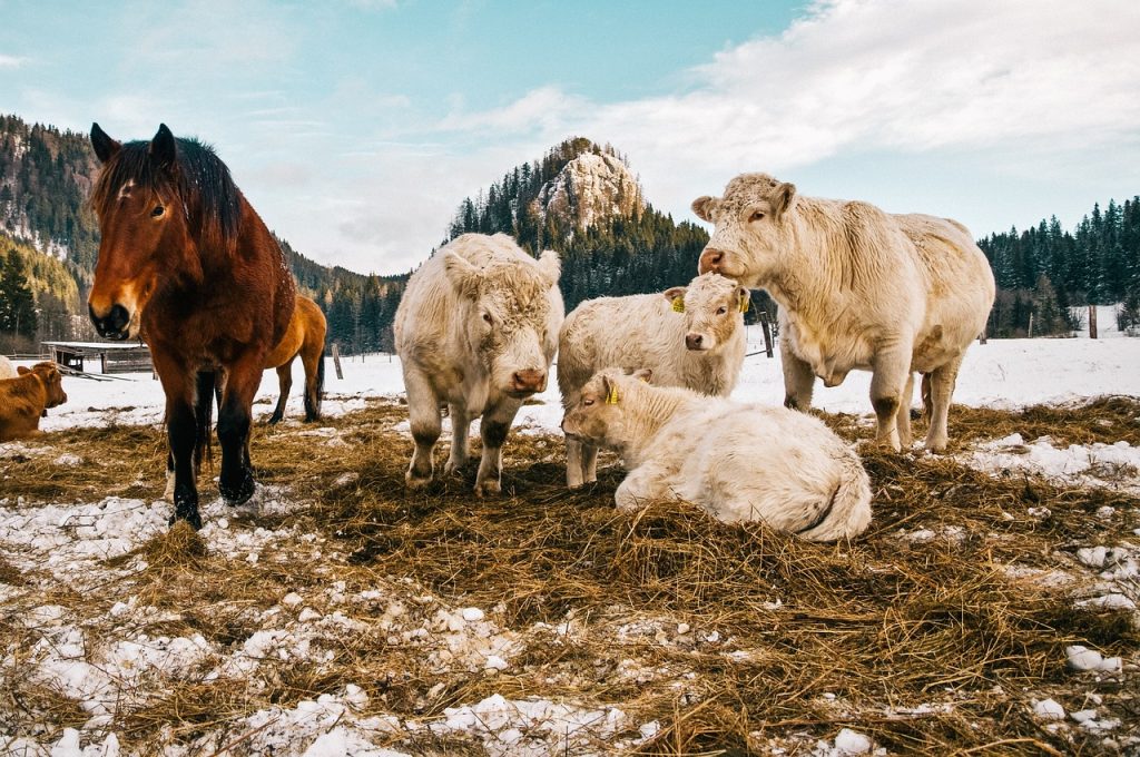 sheep, nature, horse