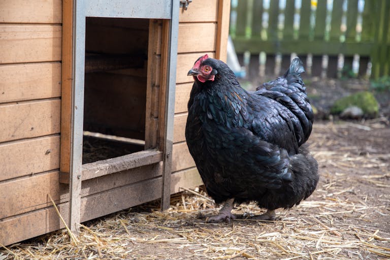 should a chicken coop be portable