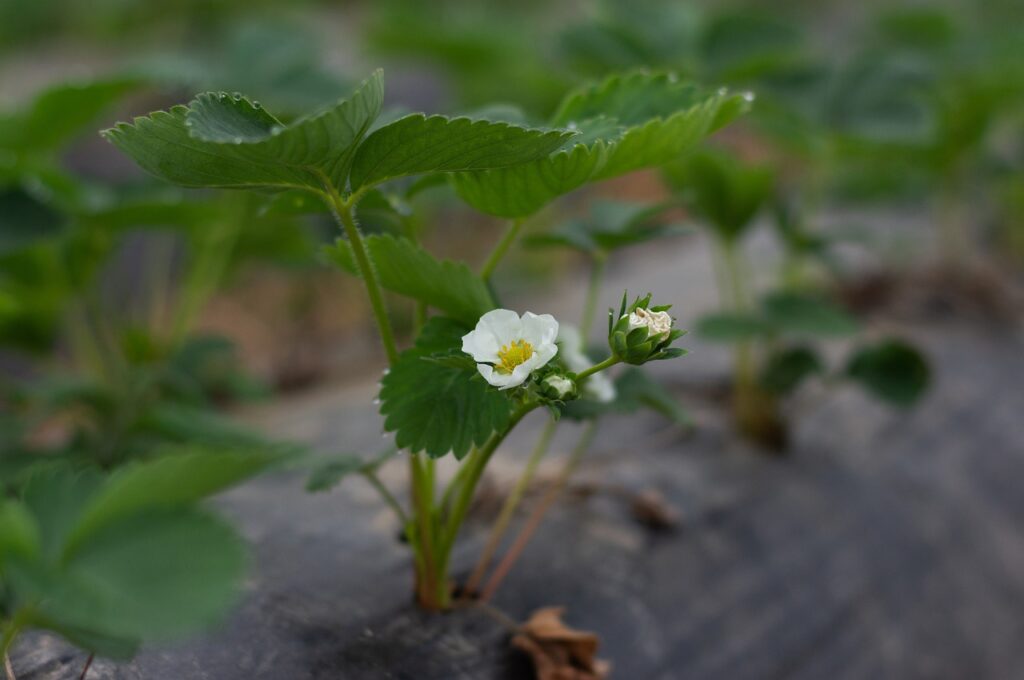 strawberry plant, blossom, bloom