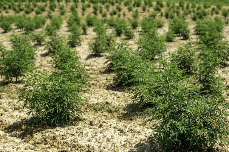 Thriving hemp plants in a North Carolina field under the bright sunlight.