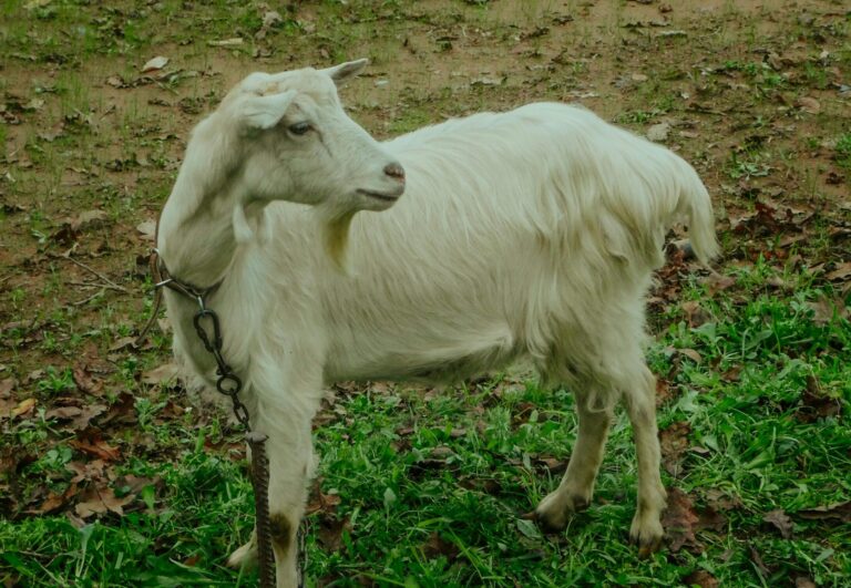 best goat breeds for dairy