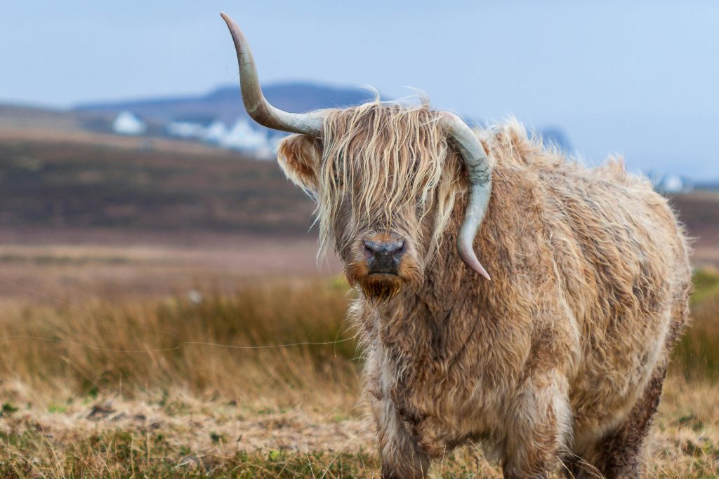 Tilt shift photography of brown with horns 4 legged animal at daytime