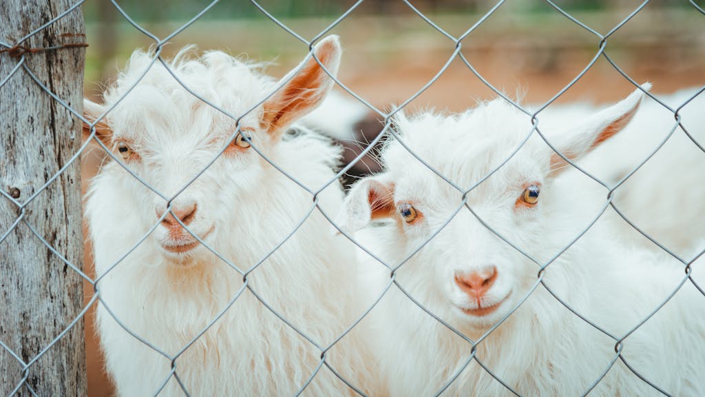 Two white goats peek through a chain link fence, captured in soft daylight.