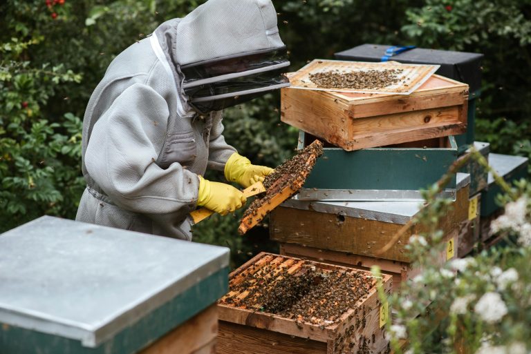 what are the rules for harvesting honey