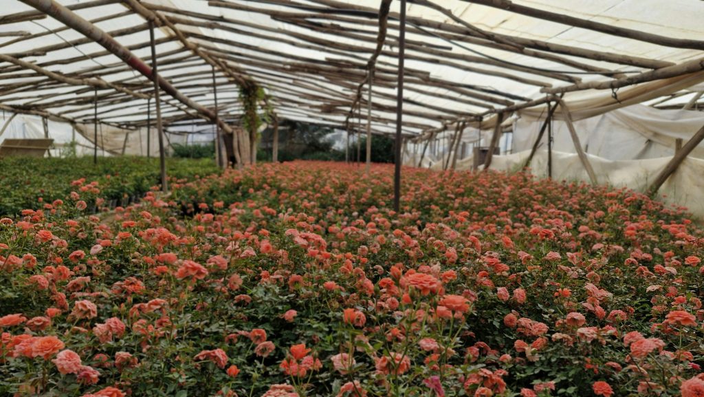 Vibrant rose greenhouse in tehran iran