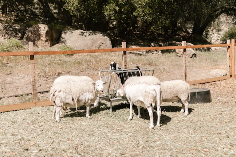 what is the best type of fencing for goats