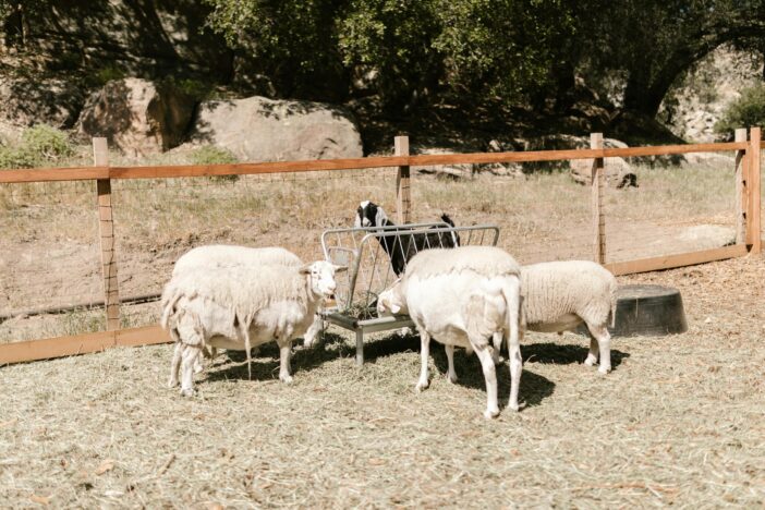 what is the best type of fencing for goats