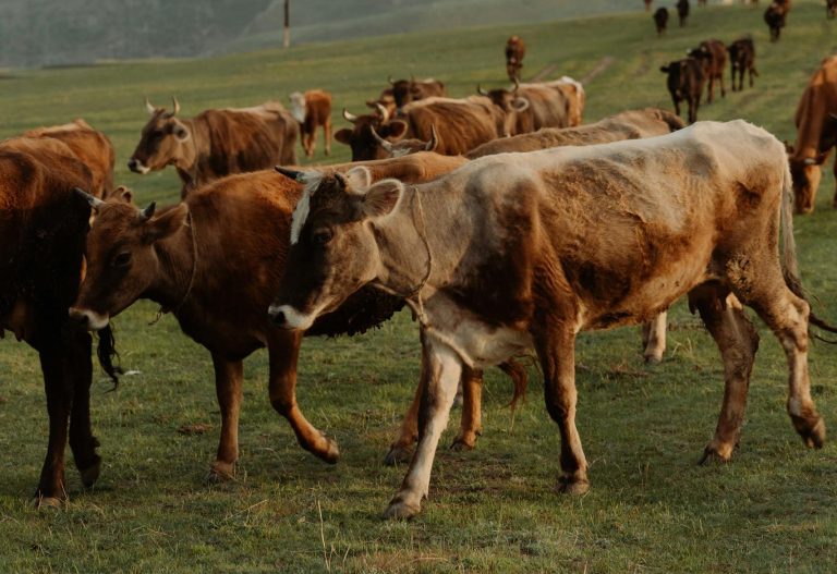 what is the most profitable cattle business