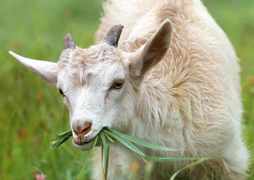 White goat eating grass during daytime