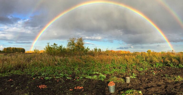 12 Best Cold Weather Crops for Fall Planting That Enhance Flavor