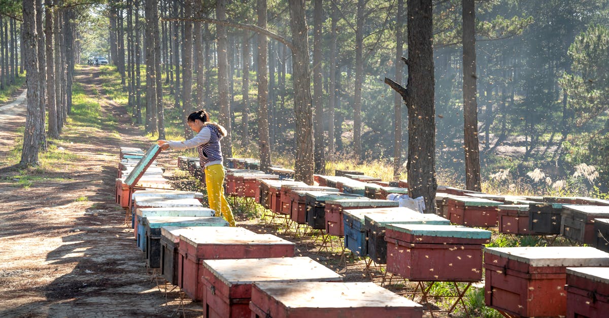 a beekeeper attends to bee hives lined up on a forest road under sunny skies