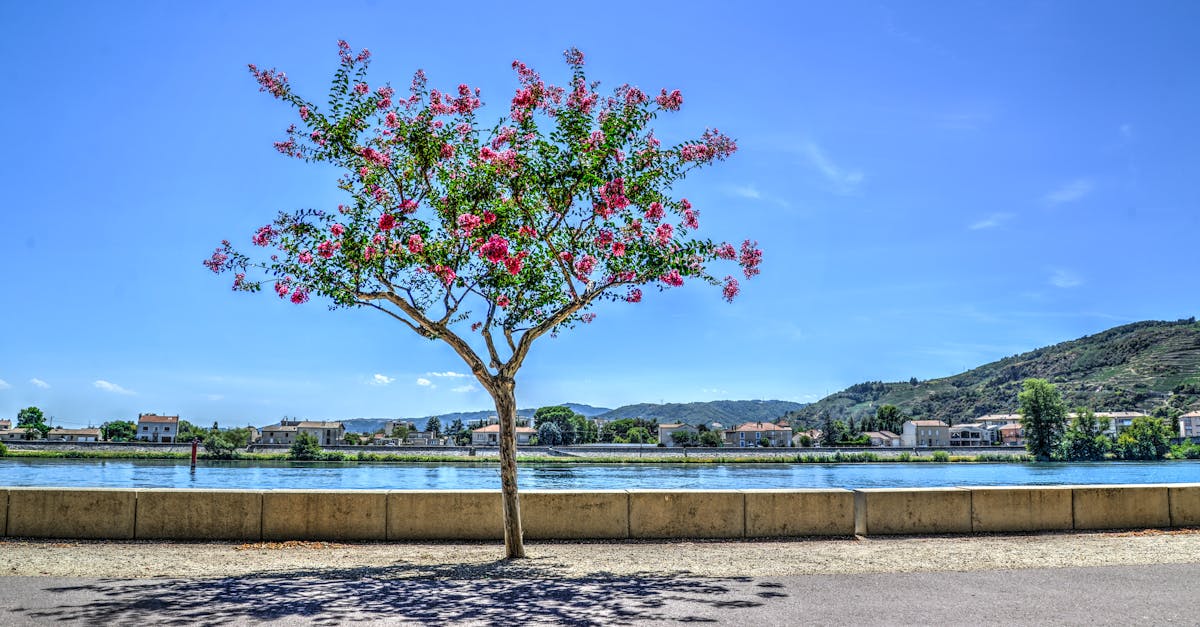 a blooming tree with pink flowers stands beside a tranquil river under a clear blue sky