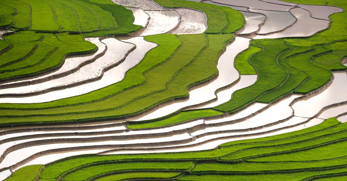 a breathtaking aerial view of lush green rice terraces under sunlight showcasing nature s beauty in