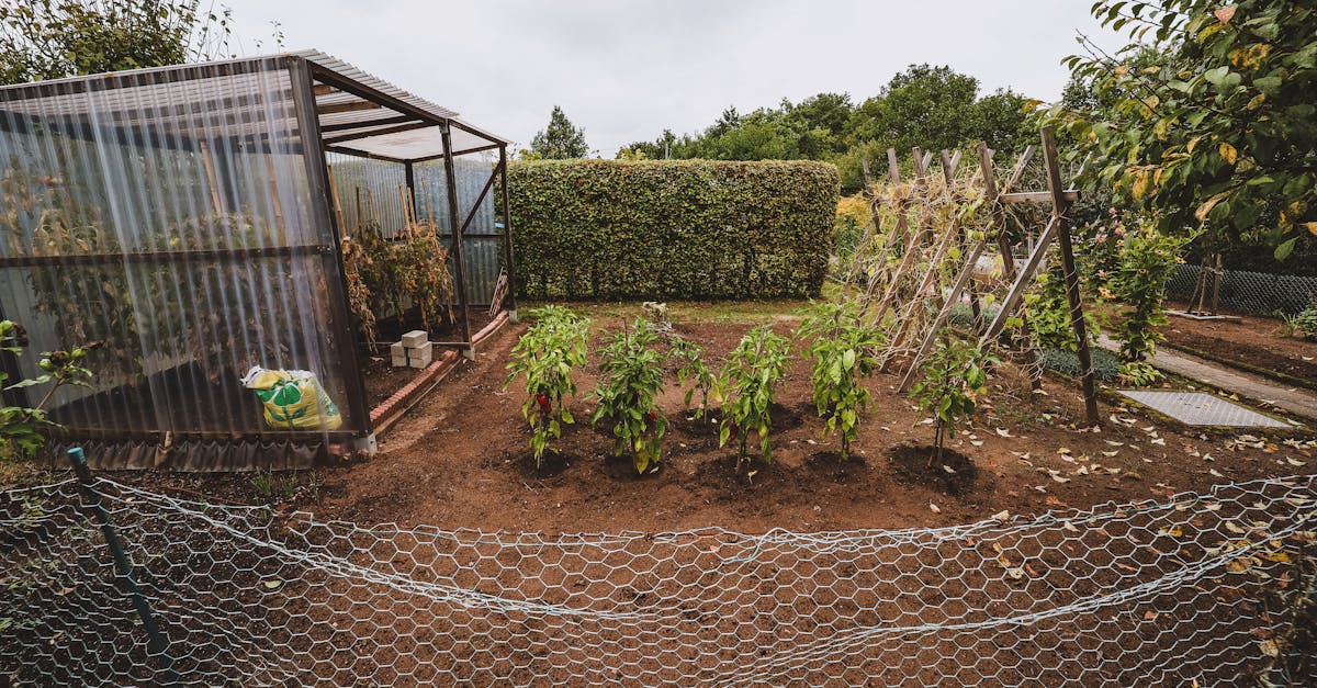 a charming allotment garden featuring tomato plants and a greenhouse 1