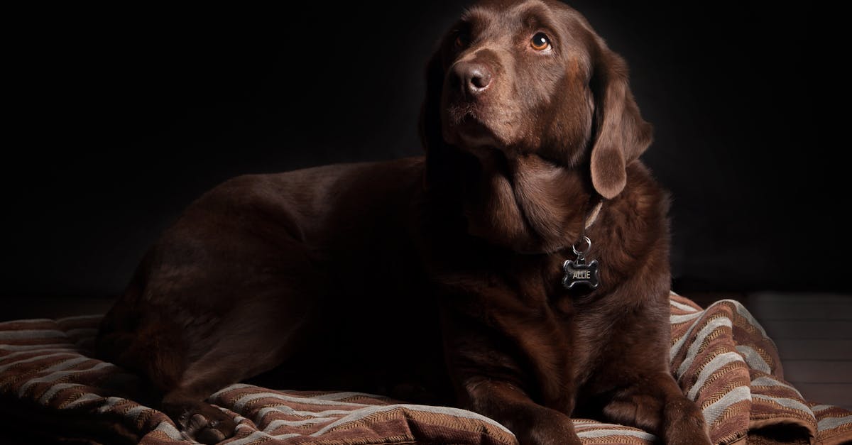 a chocolate labrador dog lounging on a cozy rug with a dark background