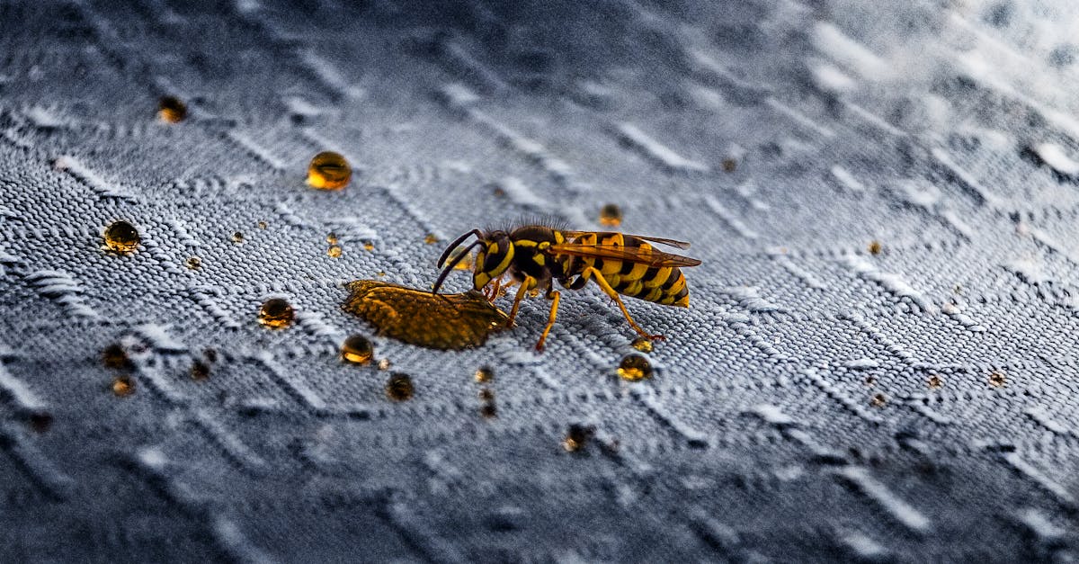 a close up macro shot of a wasp on a textured surface with water droplets captures intricate detail