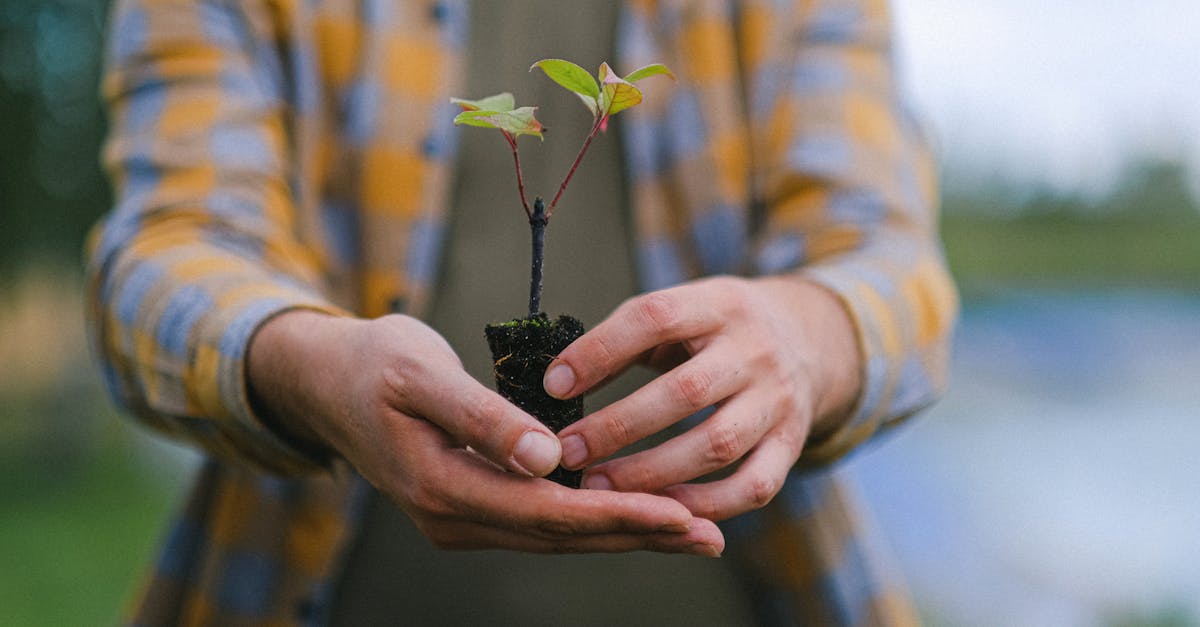 a close up of hands gently holding a small seedling in an outdoor environment