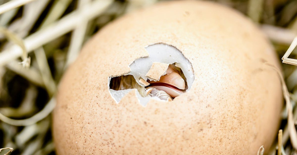 a close up view of a chicken egg hatching in straw highlighting new life emerging