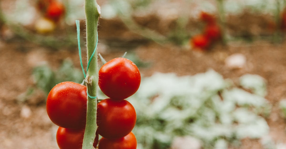 a close up view of ripe red tomatoes growing on a vine supported by a green stake