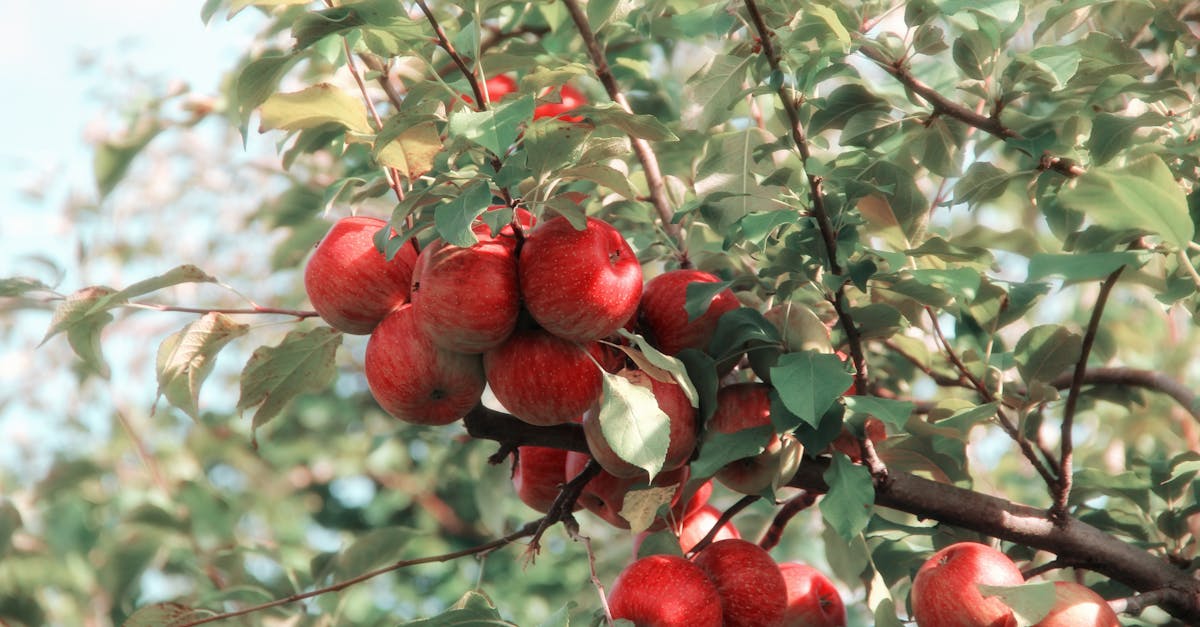 a cluster of ripe red apples growing on a tree branch in the orchard showcasing their vibrant color