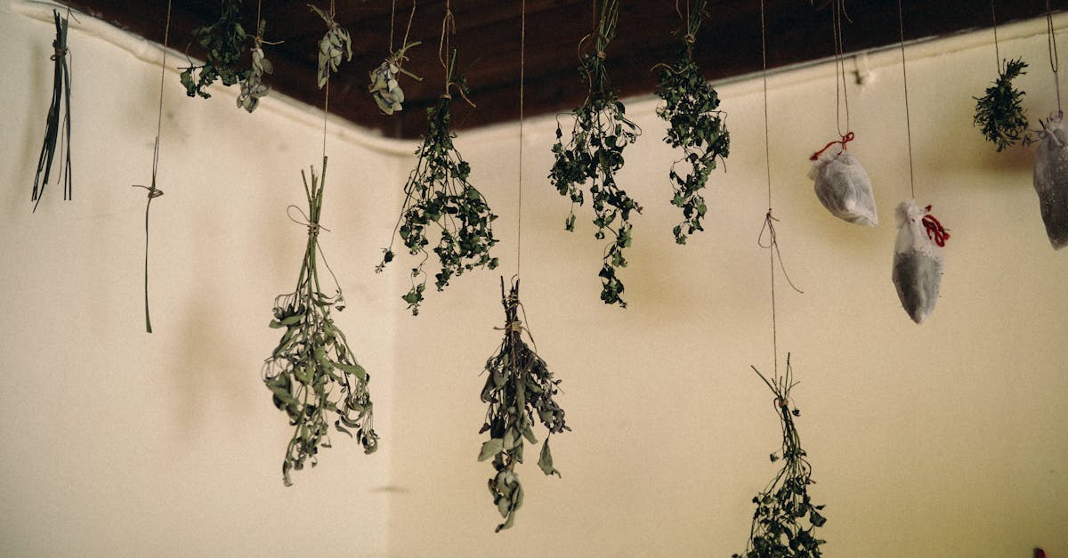 a collection of dried herbs hanging from the ceiling in a rustic indoor setting