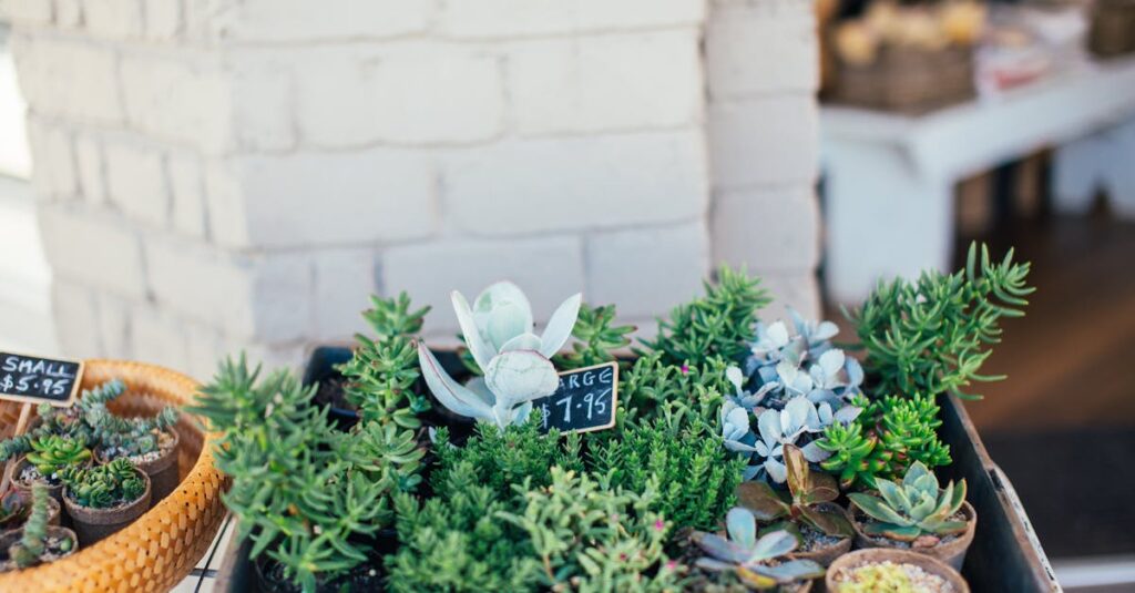 a collection of succulents displayed in planters at an outdoor market featuring diverse plant types