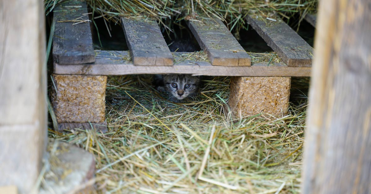 a curious kitten peeks from beneath a wooden pallet surrounded by hay outdoors