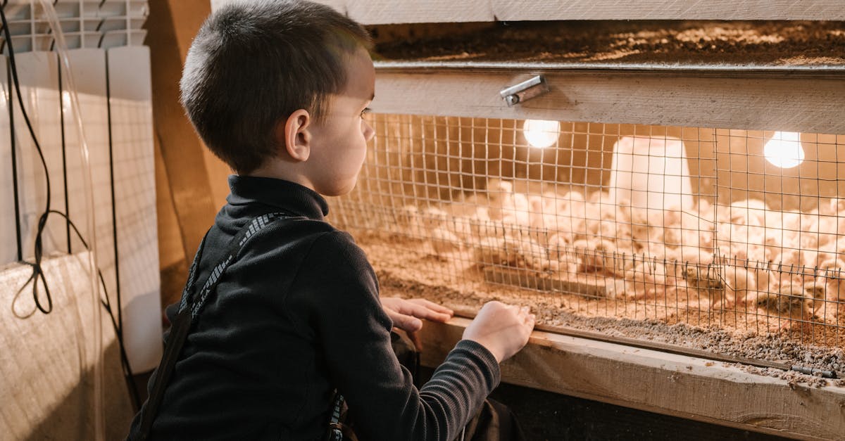 a curious young boy closely examines baby chicks in a warm indoor chicken brooder