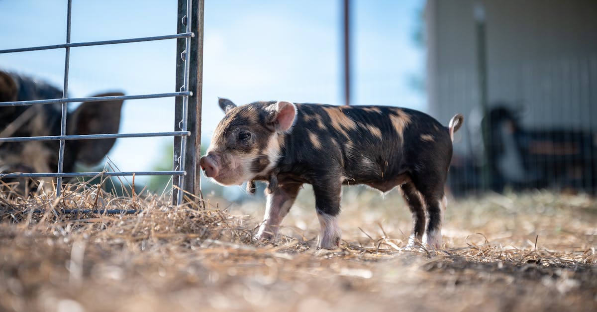 a cute piglet explores a sunlit farmyard with rustic charm