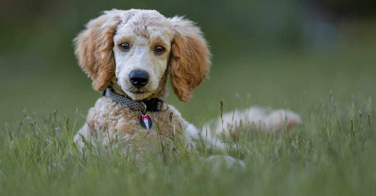 a cute poodle puppy lying on a grassy lawn with a focused and calm