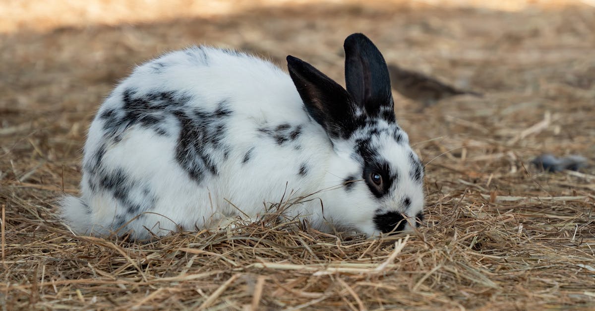 a cute spotted rabbit resting outdoors on a bed of straw enjoying nature 1