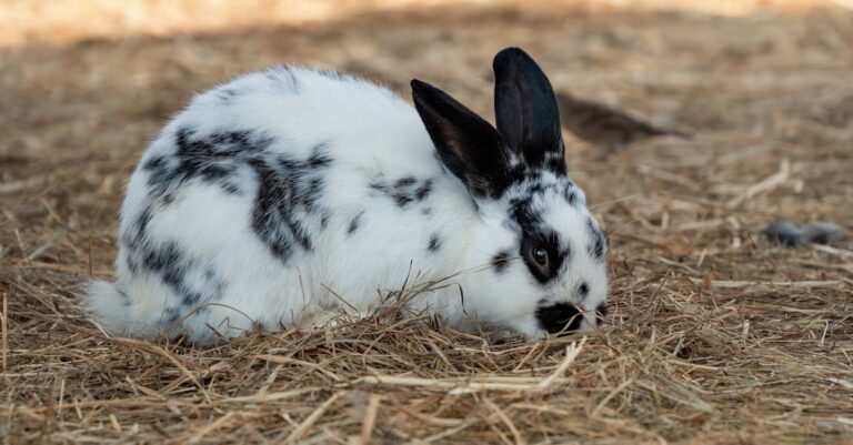 10 Best Rabbit Behavior Observation Tools for Breeding Heritage Rabbits