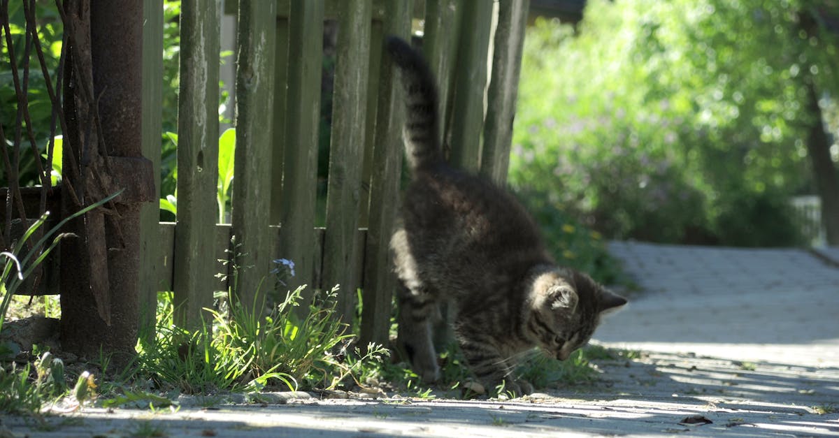 a cute tabby cat curiously explores a sunny garden path with greenery and a wooden fence in the back