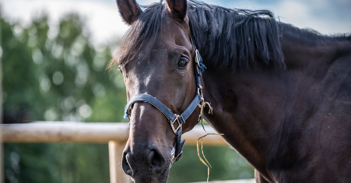 a detailed close up of a horse in an outdoor setting with a natural background perfect for nature a