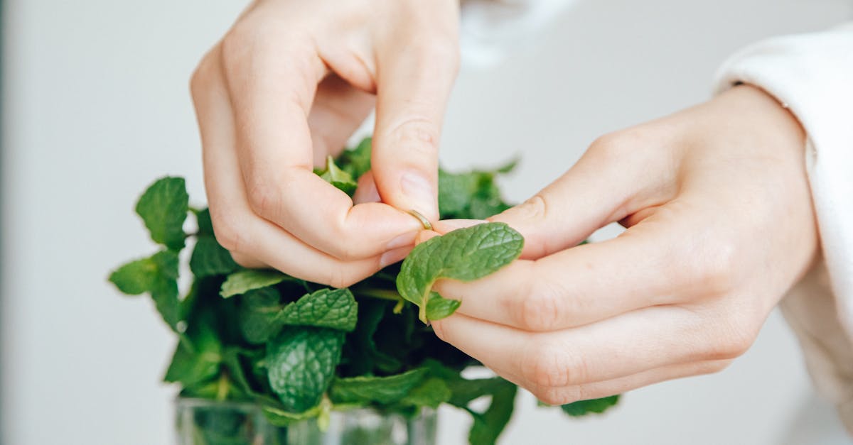 a detailed close up shot of hands carefully handling fresh mint leaves indoors