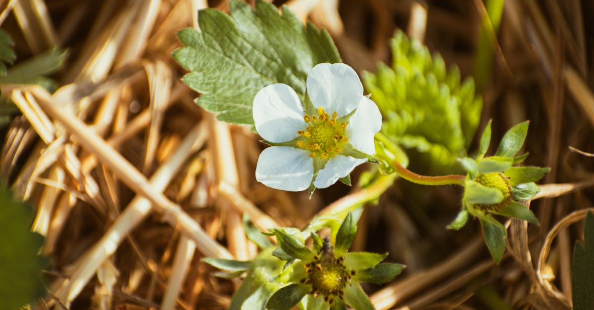 a detailed shot of a white strawberry blossom amidst green leaves and dry straw in a garden