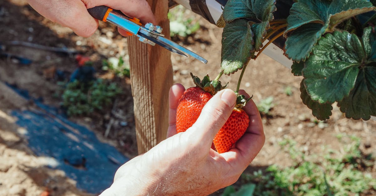 a detailed view of a hand using scissors to harvest ripe strawberries outdoors