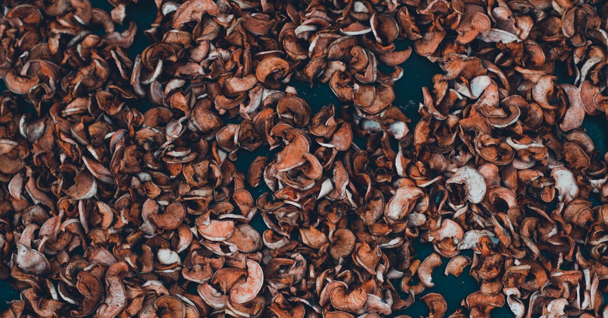 a detailed view of brown dried nut shells perfect for organic agriculture and sustainable farming v