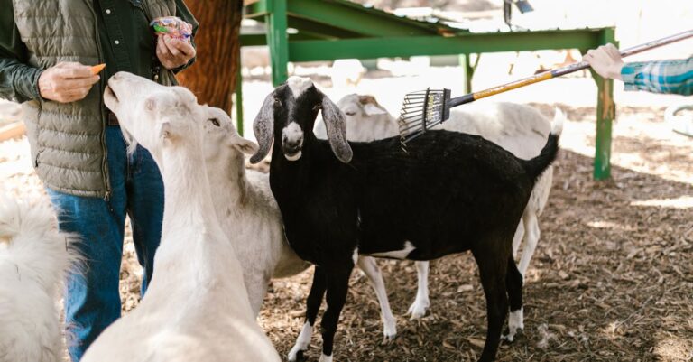 10 Best Goat Raising Manuals for Beginners That Ensure First-Year Success