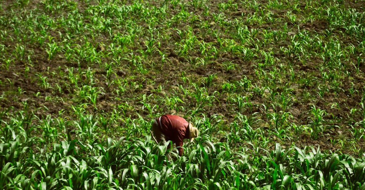 a farmer in mexico bends over to tend crops in a lush green field under sunlight