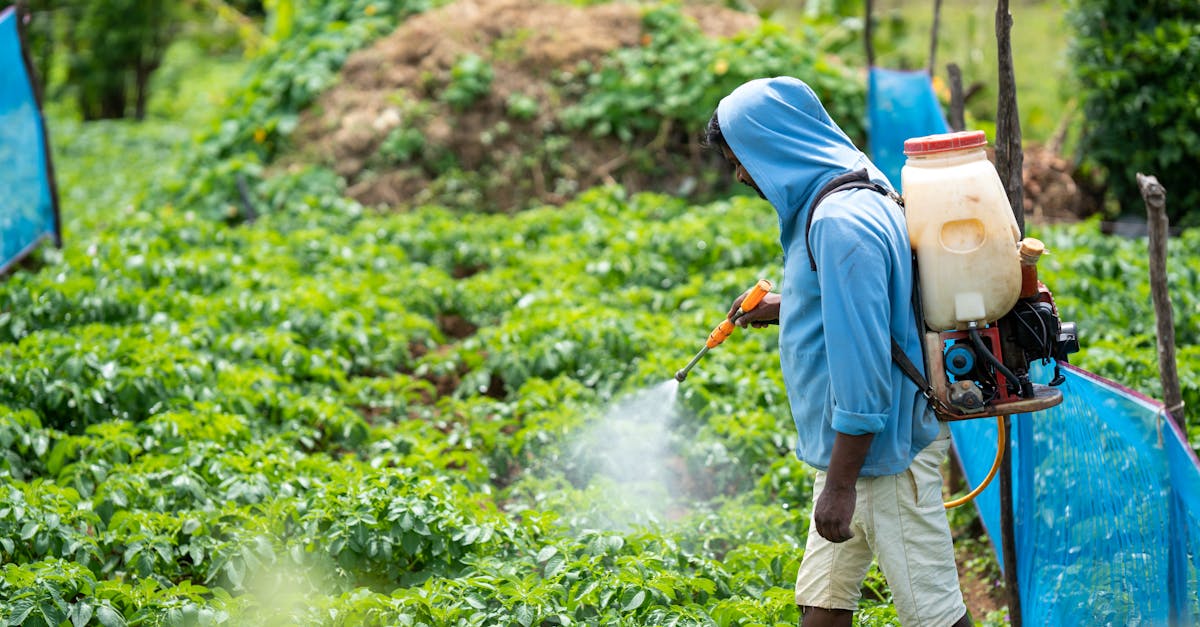 a farmer spraying crops in a lush vegetable field in pattipola sri lanka 1