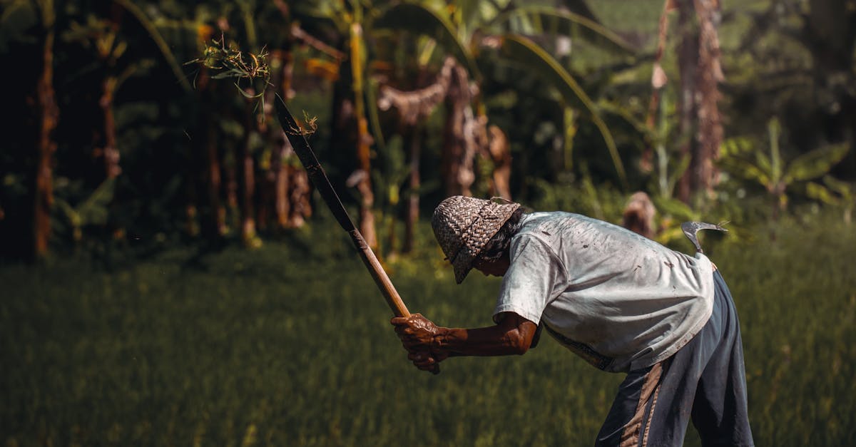 a farmer working with traditional tools in a lush green field in bali indonesia