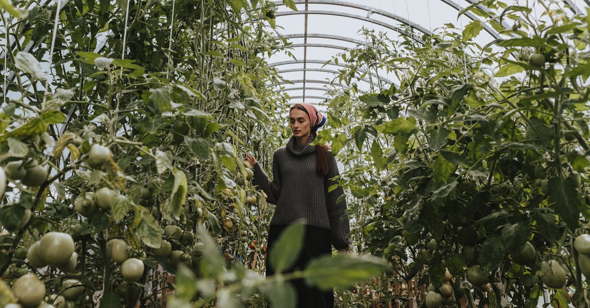 a female gardener inspects ripening tomatoes in a greenhouse