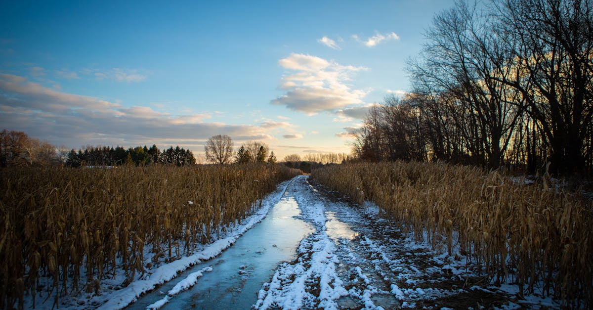 a frosty road through a snowy countryside with barren trees and cornfields in winter