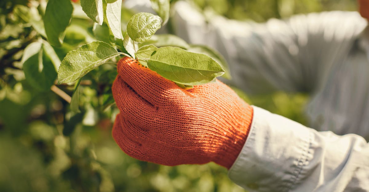 a gardener s hand wearing orange gloves picking leaves in a sunlit orchard