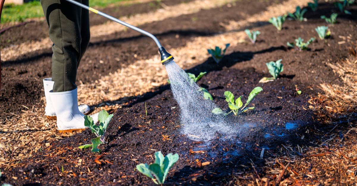 a gardener wearing white boots waters young plants in soil on a sunny farm day