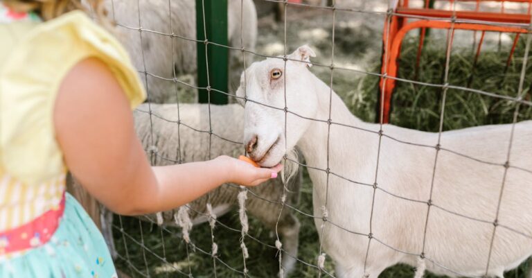 12 Best Goat Care Workshops for Hands-On Learning That Boost Skills